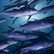 Trevally